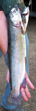 19 inch trout